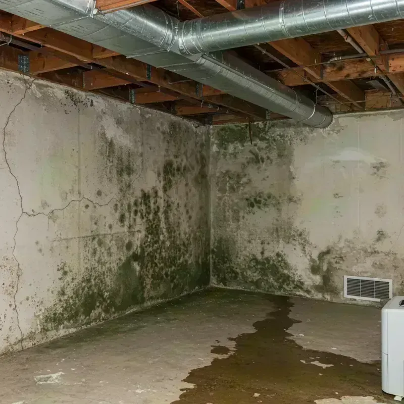 Professional Mold Removal in Pecatonica, IL